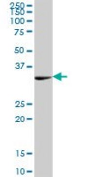 Anti-PEX19 antibody produced in mouse purified immunoglobulin, buffered aqueous solution