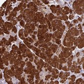 Anti-FUNDC2 antibody produced in rabbit Prestige Antibodies&#174; Powered by Atlas Antibodies, affinity isolated antibody, buffered aqueous glycerol solution