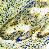 Anti-phospho-NF-kappaB p65 (pSer276) antibody produced in rabbit affinity isolated antibody