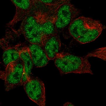 Anti-DPYSL5 antibody produced in rabbit Prestige Antibodies&#174; Powered by Atlas Antibodies, affinity isolated antibody