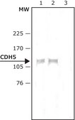 Anti-VE-Cadherin (CD144) antibody produced in rabbit affinity isolated antibody, buffered aqueous solution