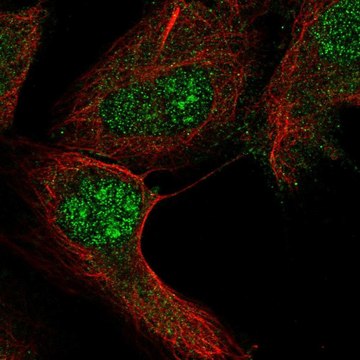 Anti-RGS12 antibody produced in rabbit Prestige Antibodies&#174; Powered by Atlas Antibodies, affinity isolated antibody