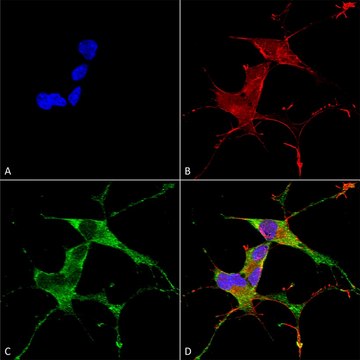 Monoclonal Anti-Atf4 - Fitc antibody produced in mouse clone S360A-24, purified immunoglobulin