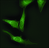 Anti-CANX antibody produced in rabbit whole antiserum