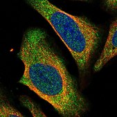 Anti-CTBP2 antibody produced in rabbit Prestige Antibodies&#174; Powered by Atlas Antibodies, affinity isolated antibody, buffered aqueous glycerol solution, Ab2