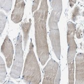 Anti-BMP1 antibody produced in rabbit Prestige Antibodies&#174; Powered by Atlas Antibodies, affinity isolated antibody, buffered aqueous glycerol solution