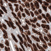 Anti-PDZK1 antibody produced in rabbit Prestige Antibodies&#174; Powered by Atlas Antibodies, affinity isolated antibody, buffered aqueous glycerol solution, Ab2
