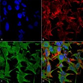Monoclonal Anti-Qki - Fitc antibody produced in mouse clone S147-6, purified immunoglobulin