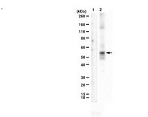 Anti-phospho-Pannexin 1 (Tyr308) from rabbit