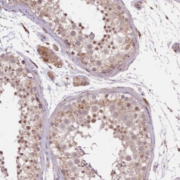 Anti-POLR3F antibody produced in rabbit Prestige Antibodies&#174; Powered by Atlas Antibodies, affinity isolated antibody, buffered aqueous glycerol solution