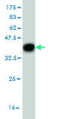 Monoclonal Anti-C13orf24 antibody produced in mouse clone 7B7, purified immunoglobulin, buffered aqueous solution