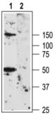 Anti-Potassium Channel Kv1.3 (extracellular) antibody produced in rabbit affinity isolated antibody, lyophilized powder