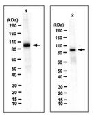 Anti-Axin2, clone cond4-1D5 Antibody clone cond4-1D5, from rat