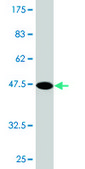 Monoclonal Anti-MYL3 antibody produced in mouse clone 4C2, purified immunoglobulin, buffered aqueous solution