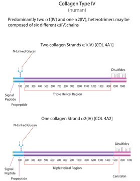 Collagen from human placenta Bornstein and Traub Type IV, powder, BioReagent, suitable for cell culture