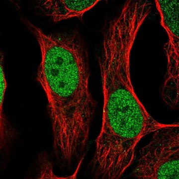 Anti-TFAP2C antibody produced in rabbit Prestige Antibodies&#174; Powered by Atlas Antibodies, affinity isolated antibody