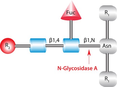 Glycopeptidase A from almonds buffered aqueous glycerol solution, &#8805;0.05&#160;unit/mL