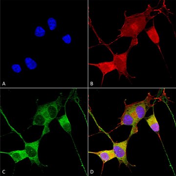 Monoclonal Anti-Mitofusin - Atto 488 antibody produced in mouse clone S153-5, purified immunoglobulin