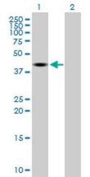 Anti-TRDMT1 antibody produced in mouse purified immunoglobulin, buffered aqueous solution