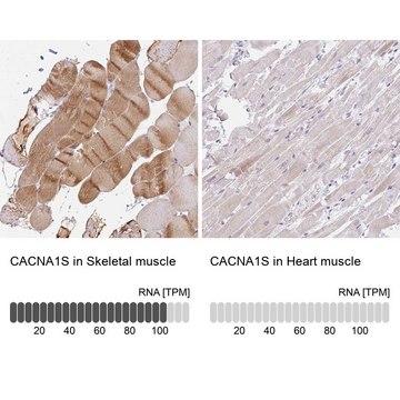 Anti-CACNA1S antibody produced in rabbit Prestige Antibodies&#174; Powered by Atlas Antibodies, affinity isolated antibody, buffered aqueous glycerol solution