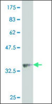 Monoclonal Anti-ALPK2 antibody produced in mouse clone 4E5, purified immunoglobulin, buffered aqueous solution