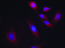 Anti-phospho-RELA (p65/pSer536) antibody produced in rabbit affinity isolated antibody