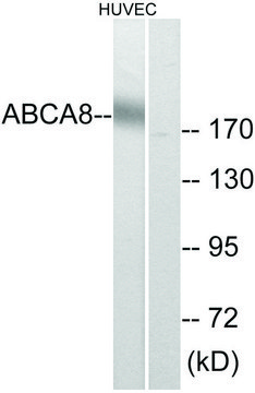 Anti-ABCA8 antibody produced in rabbit affinity isolated antibody