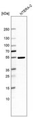 Anti-RNPS1 antibody produced in rabbit Prestige Antibodies&#174; Powered by Atlas Antibodies, affinity isolated antibody, buffered aqueous glycerol solution