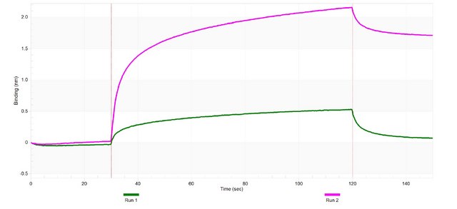 Anti-SREBF2 Antibody, clone 2K8 ZooMAb&#174; Rabbit Monoclonal recombinant, expressed in HEK 293 cells