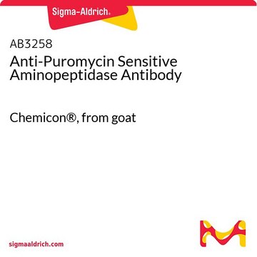 Anti-Puromycin Sensitive Aminopeptidase Antibody Chemicon&#174;, from goat