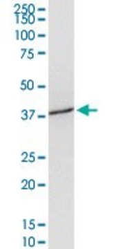 Anti-SLC39A3 antibody produced in mouse purified immunoglobulin, buffered aqueous solution
