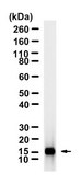 Anti-Interleukin-4 Antibody, clone 2C14 ZooMAb&#174; Rabbit Monoclonal recombinant, expressed in HEK 293 cells