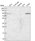 Anti-TGFBRAP1 antibody produced in rabbit Prestige Antibodies&#174; Powered by Atlas Antibodies, affinity isolated antibody