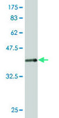 Monoclonal Anti-THY1 antibody produced in mouse clone 3F9, purified immunoglobulin, buffered aqueous solution