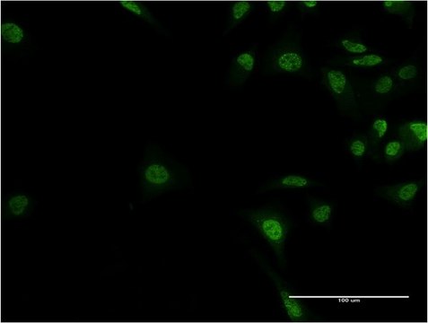 Monoclonal Anti-ADNP, (C-terminal) antibody produced in mouse clone 2C5, purified immunoglobulin, buffered aqueous solution