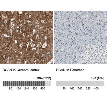 Anti-BCAN antibody produced in rabbit Prestige Antibodies&#174; Powered by Atlas Antibodies, affinity isolated antibody, buffered aqueous glycerol solution