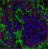 Anti-TLE1 Antibody from rabbit, purified by affinity chromatography