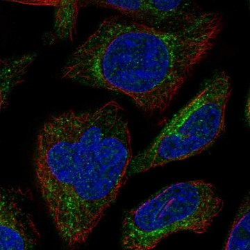 Anti-SBK3 antibody produced in rabbit Prestige Antibodies&#174; Powered by Atlas Antibodies, affinity isolated antibody