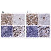 Anti-SCG2 Prestige Antibodies&#174; Powered by Atlas Antibodies, affinity isolated antibody