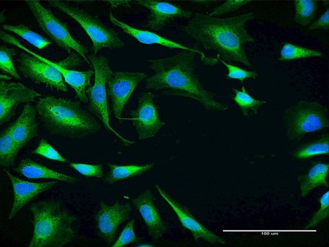 Anti-SRPR antibody produced in mouse purified immunoglobulin, buffered aqueous solution