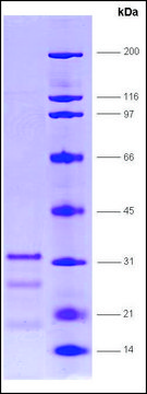 PPAR&#946;, ligand binding domain (165-441) human recombinant, expressed in E. coli, &#8805;70% (SDS-PAGE)