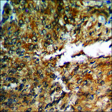 Anti-phospho-AMPK1 (pSer485) antibody produced in rabbit affinity isolated antibody