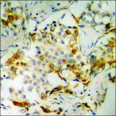 Anti-phospho-Neutrophil Cytosol Factor 1 (pSer328) antibody produced in rabbit affinity isolated antibody