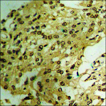 Anti-phospho-XIAP (pSer87) antibody produced in rabbit affinity isolated antibody