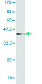 Monoclonal Anti-WDR5 antibody produced in mouse clone 2C2, purified immunoglobulin, buffered aqueous solution