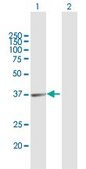 Anti-ARG1 antibody produced in mouse purified immunoglobulin, buffered aqueous solution