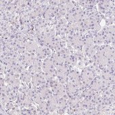 Anti-TMEM150C antibody produced in rabbit Prestige Antibodies&#174; Powered by Atlas Antibodies, affinity isolated antibody, buffered aqueous glycerol solution