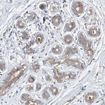 Anti-DIRAS3 antibody produced in rabbit Prestige Antibodies&#174; Powered by Atlas Antibodies, affinity isolated antibody, buffered aqueous glycerol solution, ab3