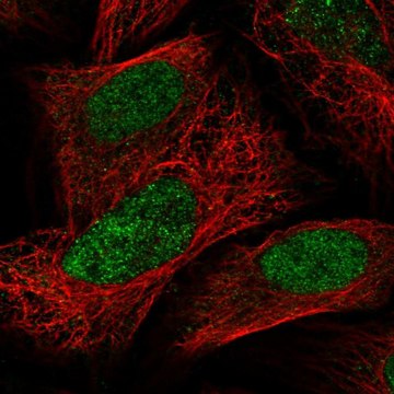 Anti-PAPOLG antibody produced in rabbit Prestige Antibodies&#174; Powered by Atlas Antibodies, affinity isolated antibody