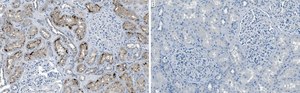Anti-Rab7A Antibody, clone 4E15 ZooMAb&#174; Rabbit Monoclonal recombinant, expressed in HEK 293 cells